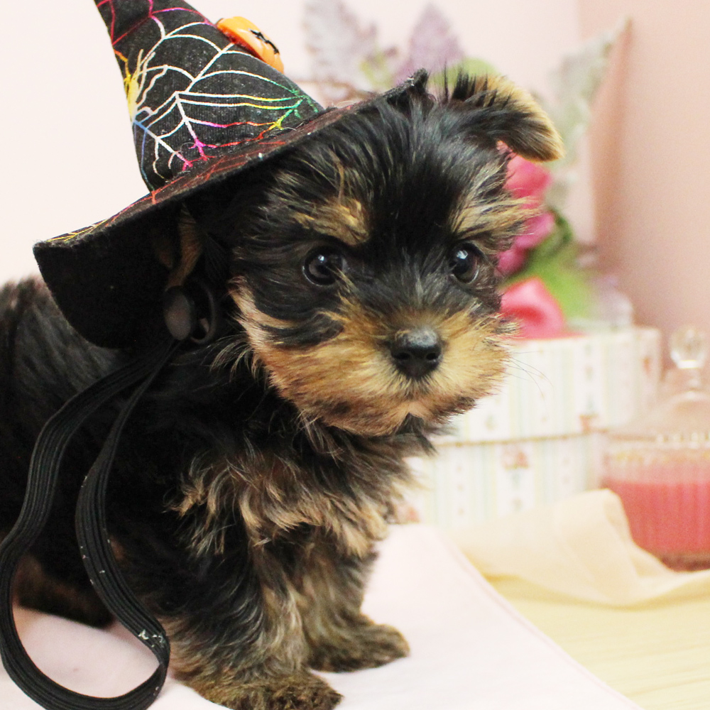 子犬の名前が決まりました♪